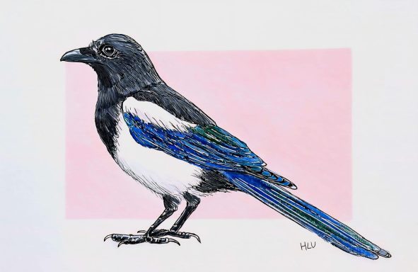 Zwarte en witte vogel met een blauwe staart, tegen een roze achtergrond.